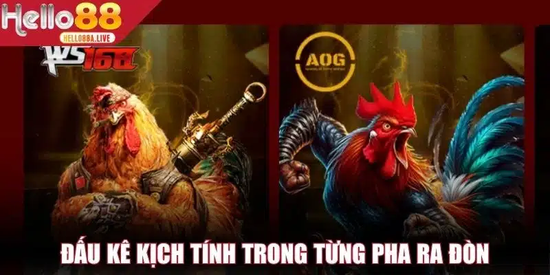 Đấu kê kịch tính trong từng pha ra đòn